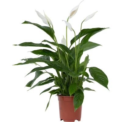 Afbeelding van Spathiphyllum Lima Lepelplant Pot 17cm Hoogte 60 75cm
