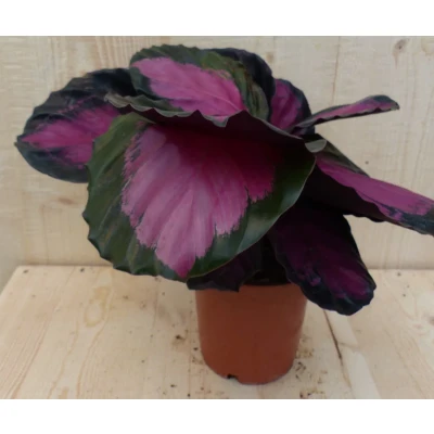 Afbeelding van Calathea Crimson Pauwenplant Klein Warentuin Natuurlijk