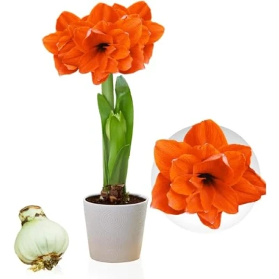 Afbeelding van Dutch Bulbs Amaryllis Bol Double Orange Bloembollen 1 stuk Oranje Bloem bollen