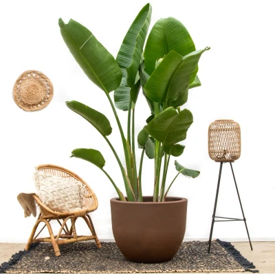 Afbeelding van Paradijsvogelplant Strelitzia Nicolai de luxe XXL hoogte 250cm potmaat 40cm