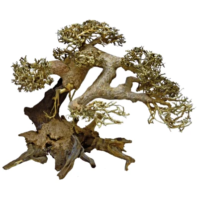 Afbeelding van Bonsai boom Large