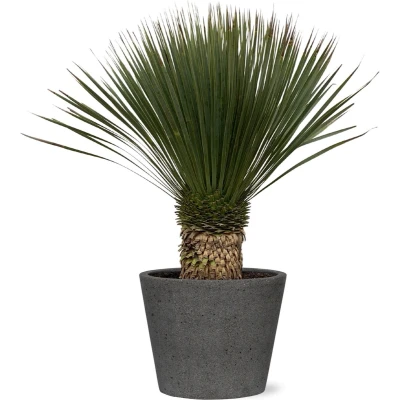 Afbeelding van Yucca Rostrata op stam 120cm