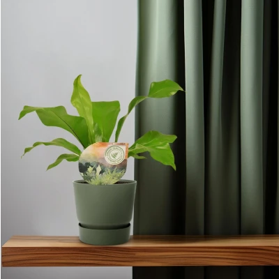Afbeelding van Plantenboetiek.nl Asplenium Nidus Ø12cm 35cm hoog Kamerplant Groenblijvend