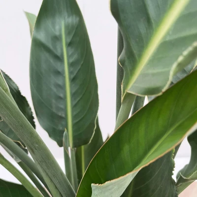 Afbeelding van Strelitzia Reginae XL de luxe 200cm
