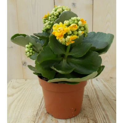 Afbeelding van 2 stuks! Kalanchoe Oranje Warentuin Natuurlijk