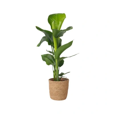 Afbeelding van Strelitzia Nicolai Decoratieve mand Pot 17cm Hoogte 55 70cm