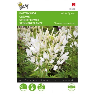 Afbeelding van Cleome, Kattensnor White Queen