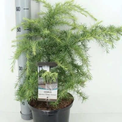 Afbeelding van Cedrus deodara golden horizon 60 cm Warentuin natuurlijk