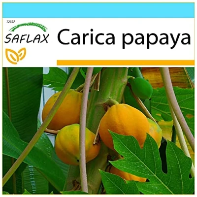Afbeelding van SAFLAX Cadeauset Tropische Meloenboom/Papaja 30 Zaden Met geschenkdoos, kaart, etiket en potgrond Carica papaya