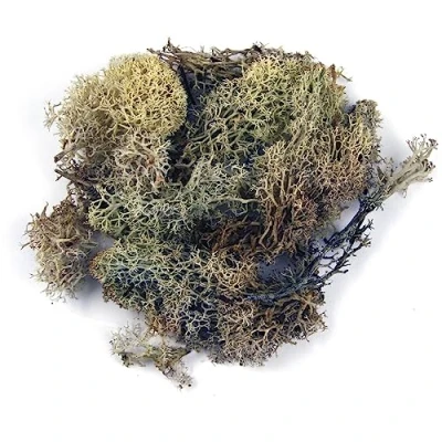 Afbeelding van Rayher 8503231 IJslands mos, naturel, Btl. 100 g, echt natuurlijk mos (IJsland), geconserveerd, gereinigd, om te knutselen, decoratief voor Pasen, Kerstmis, modelbouw