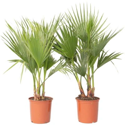 Afbeelding van Washingtonia Robusta Set van 2 Waaierpalm Pot 21cm Hoogte 70 90cm
