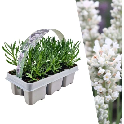 Afbeelding van Plants by Frank 6 Lavendelplanten x Ø7 cm ↕15 Lavendelplant winterhard Planten