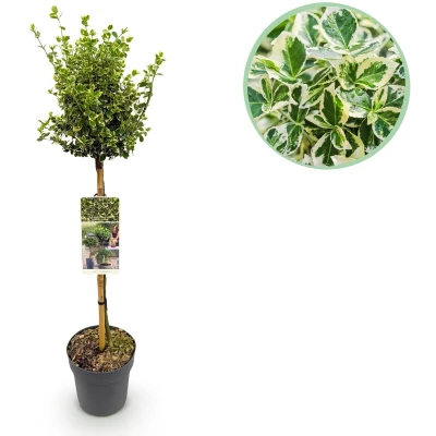 Afbeelding van Green boutiQ Tuinplant Euonymus fortunei Emerald Gaiety Plant op stam Terras Bladhoudend Weinig Onderhoud Pot 19cm Hoogte 90cm