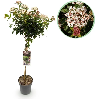 Afbeelding van Tuinplantenshop.com Viburnum tinus Plant op stam Terras Bladhoudend Weinig Onderhoud Ø19cm 80 90cm hoog Tuinplant