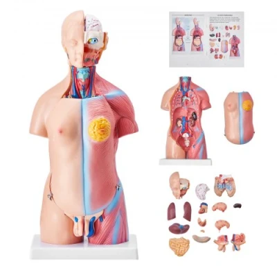 Afbeelding van VEVOR menselijk lichaamsmodel, 23 stuks 455 mm, torso anatomiemodel, unisex anatomisch skeletmodel met verwijderbare organen, educatief leermiddel voor studenten, onderwijsdemonstratie
