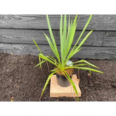 Afbeelding van Palmlelie Yucca filamentosa
