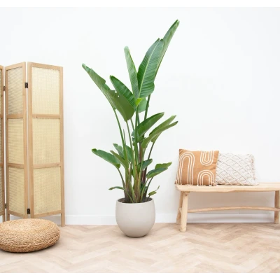 Afbeelding van Strelitzia Augusta multi stam XXL 250cm