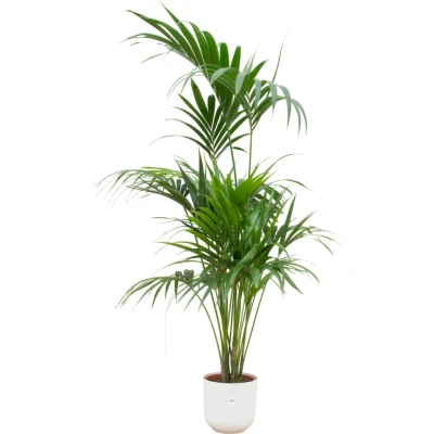 Afbeelding van Green Bubble Kentia palm inclusief elho Jazz Round wit Ø26 180 cm