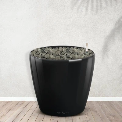 Afbeelding van Combideal Strelitzia Nicolai inclusief zelfwaterende pot Joy M 200cm