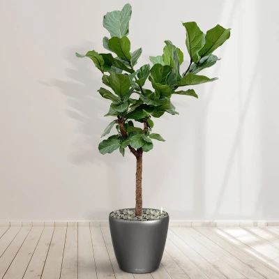 Afbeelding van Ficus Lyrata Boom inclusief zelfwaterende pot Joy Antraciet L 200cm
