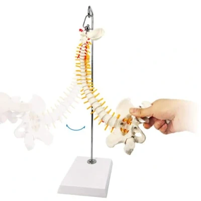 Afbeelding van LSOAARRT Miniatuur wervelkolom Anatomie Model, 15,5 inch Mini Model Details Wervels, Spinale zenuwen, Lumbale &amp; Bekken