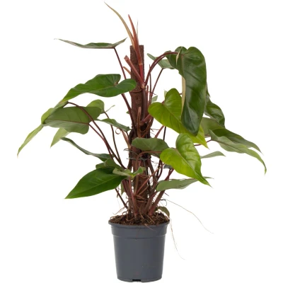 Afbeelding van Plant in a Box Groene Kamerplant Philodendron Red Emerald Hoogte 70 80cm Pot 19cm Luchtzuiverend