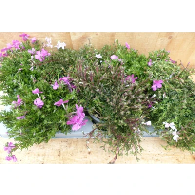 Afbeelding van kruipphlox vlambloem 6 potjes per tray kleur mix Warentuin natuurlijk