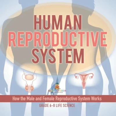 Afbeelding van Human Reproductive System How the Male and Female Works Grade 6 8 Life Science