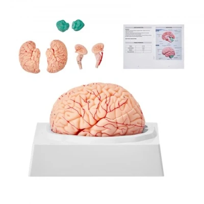 Afbeelding van VEVOR Anatomie van het menselijk brein, 1:1 levensgroot 9 delig anatomisch model brein met labels en displaybasis, verwijderbaar hersenmodel voor wetenschappelijk onderzoek