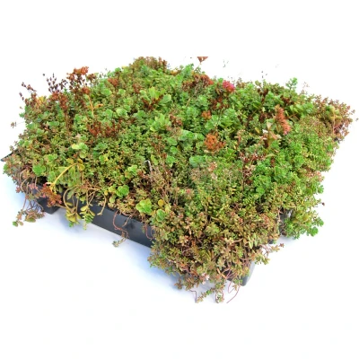 Afbeelding van Intergard Groendak sedumdak kliksysteem 37x57cm