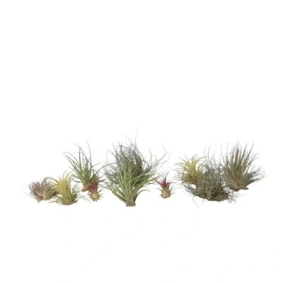 Afbeelding van Tillandsia Mix van 10 Luchtplantjes Hoogte 5 15cm x10
