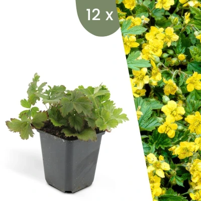 Afbeelding van Plants by Frank 12 Goudaardbei planten Waldsteinia ternata Winterharde bodembedekker tuinplanten vaste meerjarig