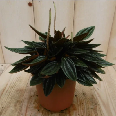 Afbeelding van 2 stuks! Peperomia rosso Warentuin Natuurlijk