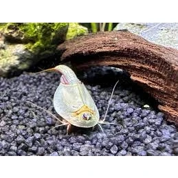 Afbeelding van Triops Longicaudatus eitjes capsule