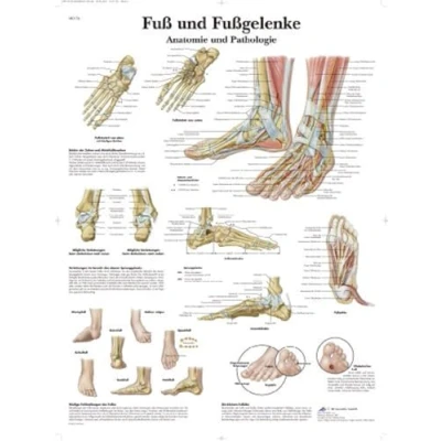 Afbeelding van 3B Scientific Leerbord gelamineerd voet en enkels anatomie pathologie