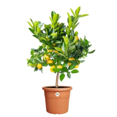 Afbeelding van Elho Algarve Cilindro 30cm Grote Bloempot voor Buiten 100% Gerecycled Plastic Terra