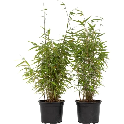 Afbeelding van Plant in a Box Fargesia nitida &#039;Red Dragon&#039; Set van 2 Niet woekerende bamboe met rode stelen Winterhard en groenblijvend Pot 17cm Hoogte 60 80cm