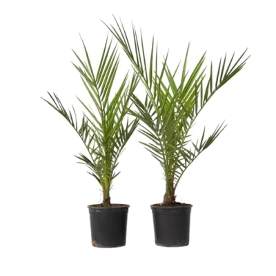 Afbeelding van Phoenix Canariensis Set van 2 Dadelpalm Pot 15cm Hoogte 50 60cm