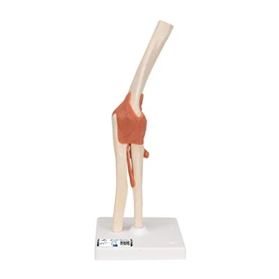Afbeelding van 3B Scientific Menselijke anatomie luxe ellebooggewricht functioneel model + gratis anatomiesoftware Smart Anatomy