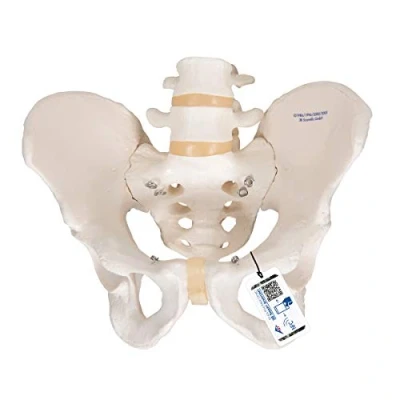 Afbeelding van 3B Scientific Menselijke anatomie bekkenskeletmodel, mannelijk + gratis app Smart Anatomy