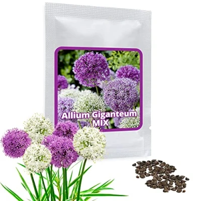 Afbeelding van Giant Allium giganteum Mix ca. 60 zaden/verpakking purperen en witte bloemen winterharde vaste plant