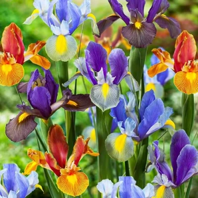 Afbeelding van Dutch Bulbs Iris Tiger Collection Mix Bloembollen 50 stuks Meerkleurig Bloem bollen Meerjarig