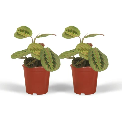 Afbeelding van Plantenboetiek.nl Maranta Fascinator Pijlwortel Kamerplant Hoogte 20cm Potmaat 12cm