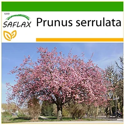 Afbeelding van SAFLAX Japanse Kersenbloesems 30 Zaden Met potgrond voor een betere teelt Prunus serrulata
