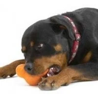 Afbeelding van West Paw Design Hondenspeelgoed Zogoflex Tux Oranje