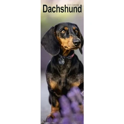 Afbeelding van Dachshunds Dackel 2025: Original Avonside Kalender Slimline [Mehrsprachig] [Kalender]
