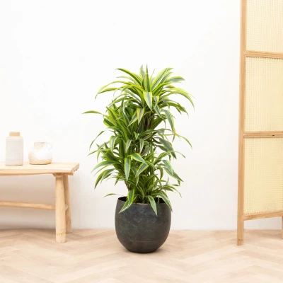 Afbeelding van Dracaena Deremensis Lemon Lime vertakt 120cm