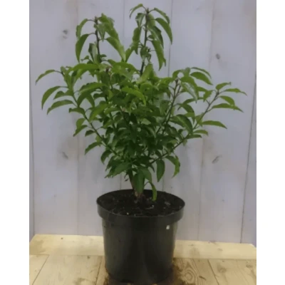 Afbeelding van Prunus Angustifolia 40 cm Warentuin Natuurlijk