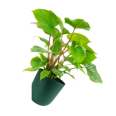 Afbeelding van QUVIO Wand bloempot plastic Donker Groen POPPY