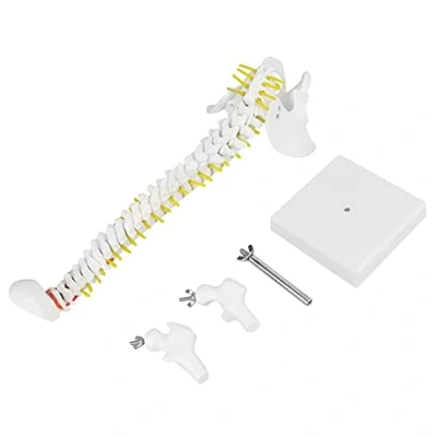 Afbeelding van Flexibel ruggengraatmodel 38 cm/14,96&quot; Levensgroot met wervels, zenuwen, slagaders, lumbale wervelkolom en mannelijk bekken voor onderwijs in skeletanatomie